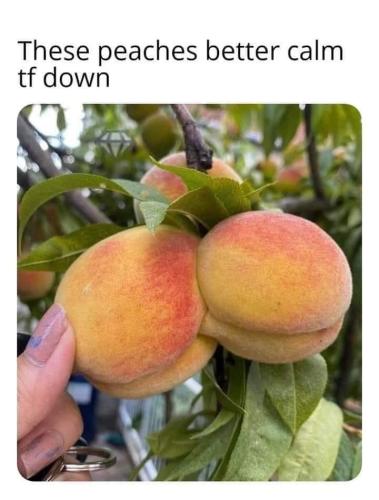 peaches