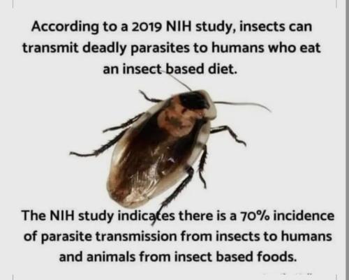 Insect Eating 1