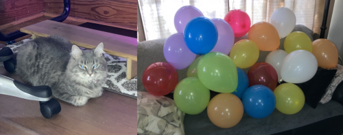 Kitty vs balloons