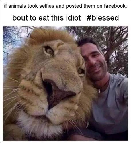 if animals took selfies and posted them on facebook