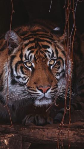 tumblr_e789732fdc40e657caef0213468459b9_30a889d9_640