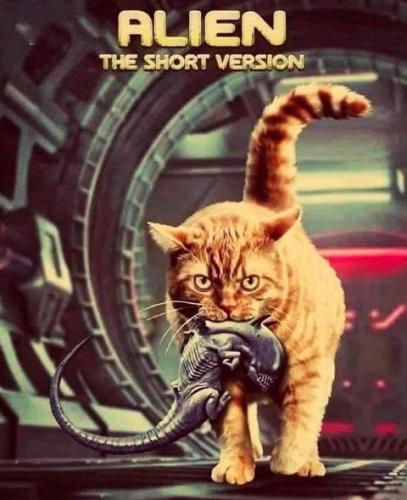 tumblr_6c87166e54fef2e6bd1631dc485fd188_936c8787_500