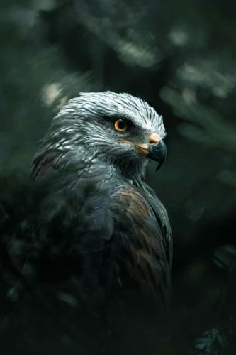 tumblr_7f780d29fa7a41d447e1d9fef45376e6_49a35817_540