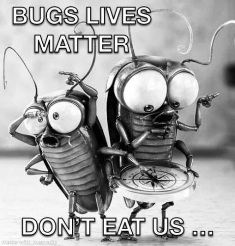 Bugs 1