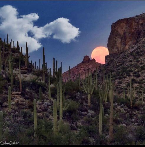 image_C18DE1E1-EADB-485E-B3A5-9F227C2A4A2A