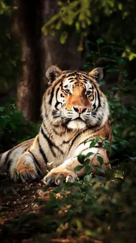 tumblr_2433fb9a9b0f33927e0a81db0478f553_56c83e1d_640