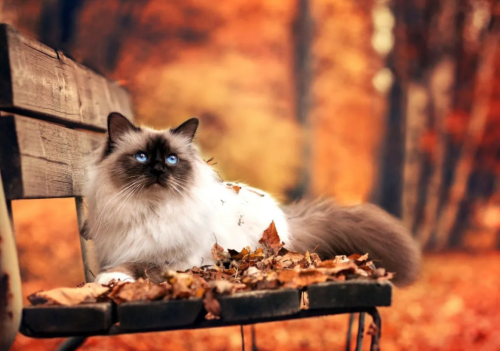 Screenshot_2022-09-18-19-05-44_kindlephoto-321083293