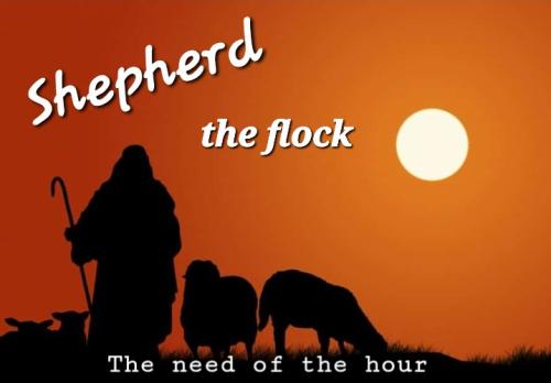 Shepherds needed