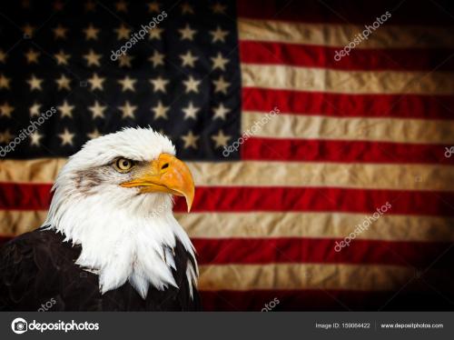 depositphotos_159064422-stock-photo-bald-eagle-with-american-flag (1)