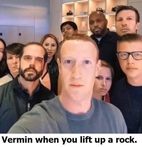 Vermin when you lift up a rock