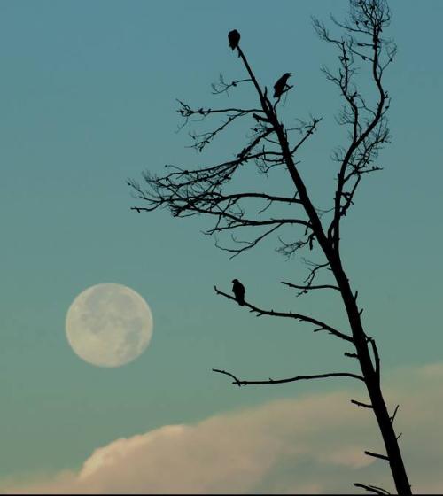 11406770_10152998263473877_8749041331306933061_n