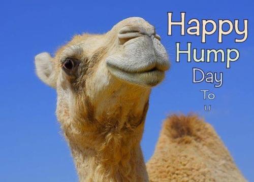 1-Hump Day