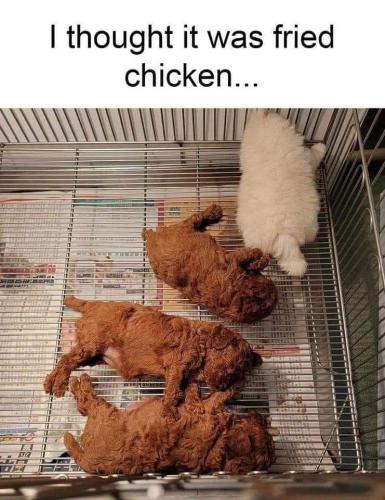 FB_IMG_1665354894903