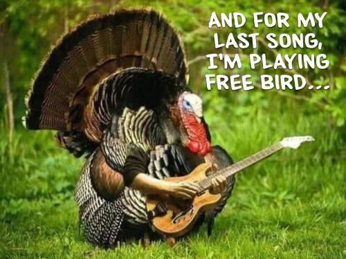 Free Bird Turkey 1200x900