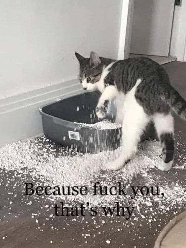 FB_IMG_1666622894330