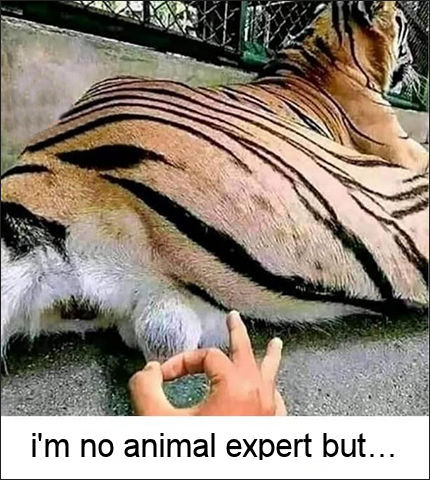 im no animal expert but