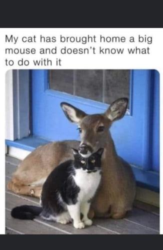 FB_IMG_1664912670768