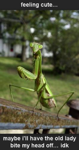 mantis08