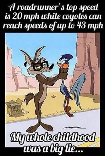 a roadrunners speed is tops with twenty miles per hour