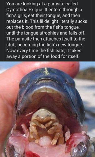 Screenshot_20221031-060454_Facebook