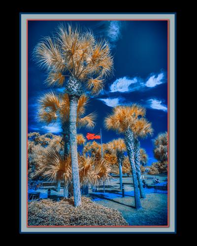 Flagged Palms