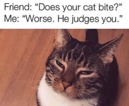 cat_judges_you_meme_funny