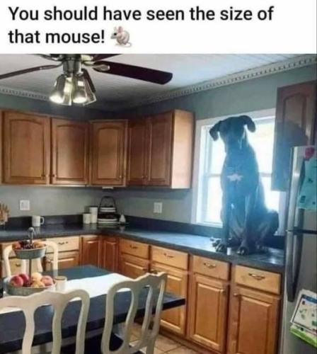 310988117_644593570396116_8950504663664370865_n