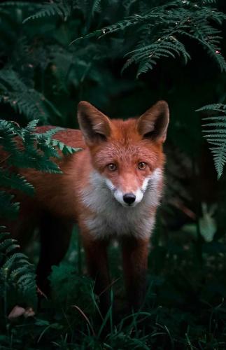 tumblr_oyroazO2111uzouo7o1_640