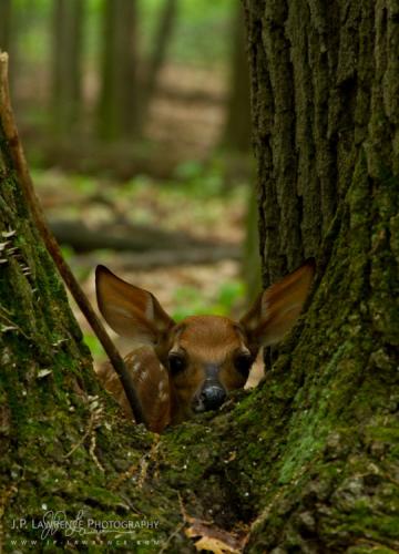 tumblr_701f6822929b878ce8f8c23b40886241_a2a0dcdc_540