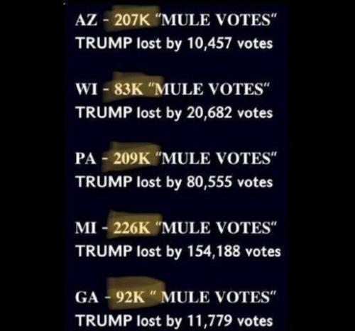 2000 mules25