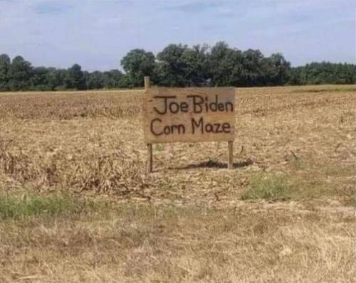corn maze