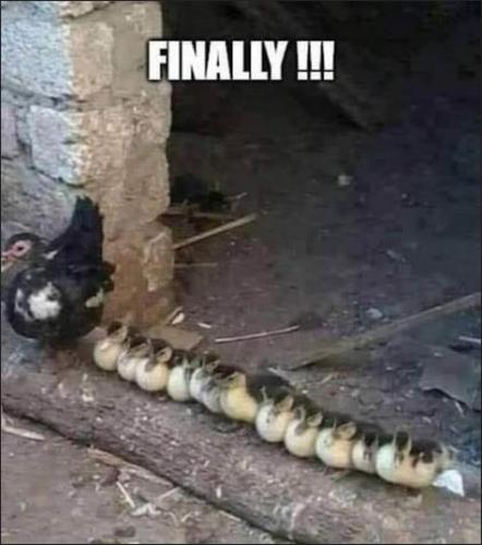 ducks in a row