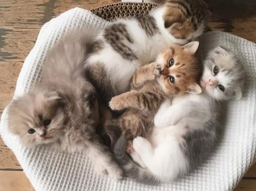 FB_IMG_1665470846880