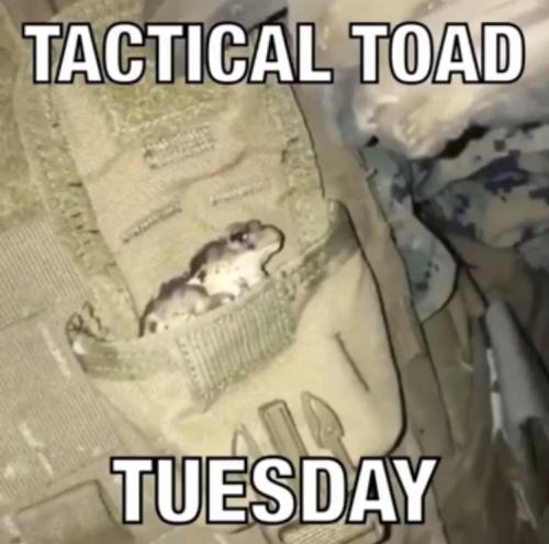 Tactical Toaf Tuesday
