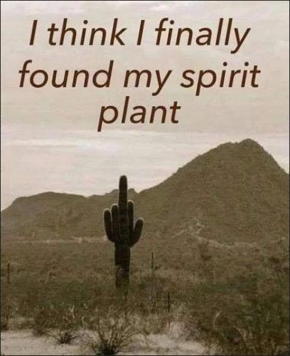 i found my spirit plant