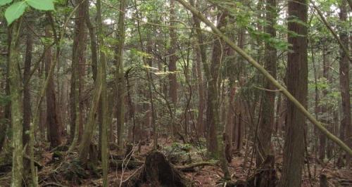 Aokigahara Forest, Japan 1