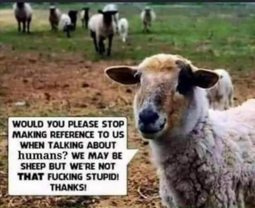Sheep 1