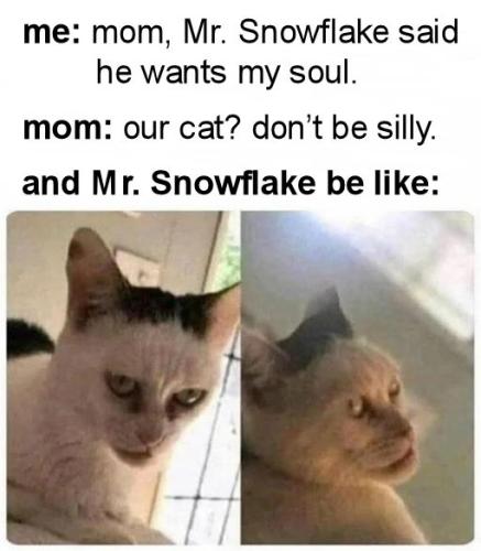 mister snowflake