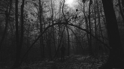 Hoia-Baciu Forest, Romania 6