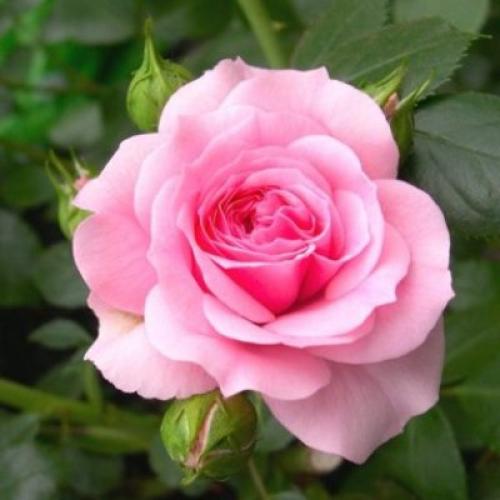 plantsguru-flowering-plants-rose-baby-pink-800x800