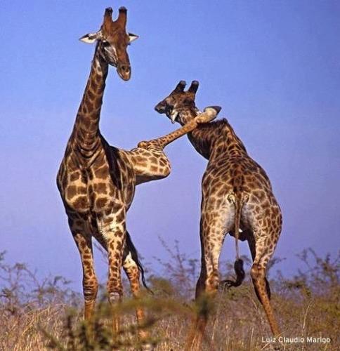 tumblr_pz5pf679ff1r38hk2o1_500