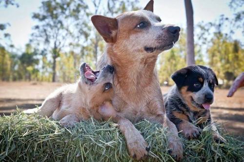 OsIbeigyTHSBVaZBEO_kVQ