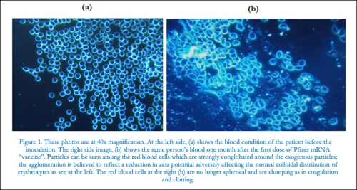 cells12