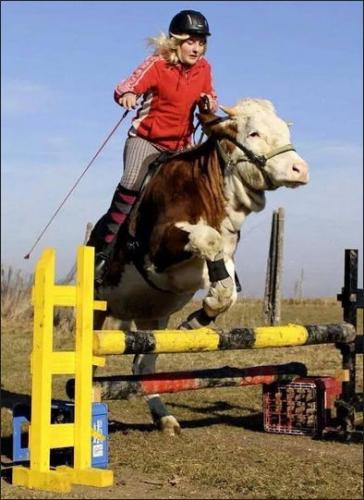 cow jumping