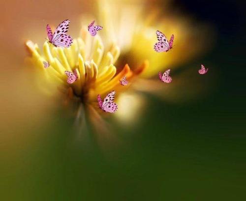 10712892_617139695079372_6758207688885732906_n