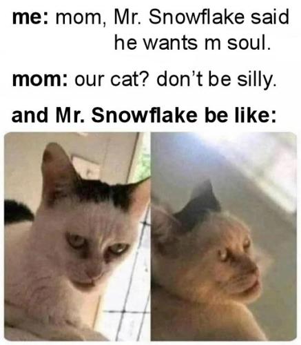 mister snowflake