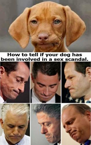 How to tell if your dog has been involved in a sex scandal 500px
