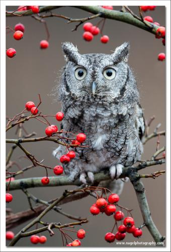 tumblr_miwvejaxaM1rz1st5o1_540