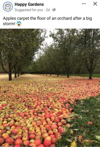 Screenshot_20221102-094713_Facebook