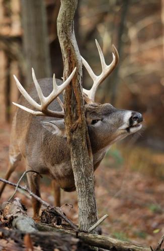 tumblr_d384f88b447ee0f2a64df34a77a5dbed_53d05cd6_500